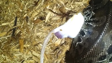 Sumatran Black Blood Python Stealth Kill