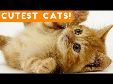funny kitty and puppy videos