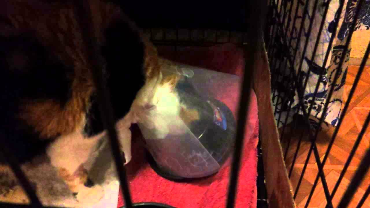 Cat eating with e collar YouTube