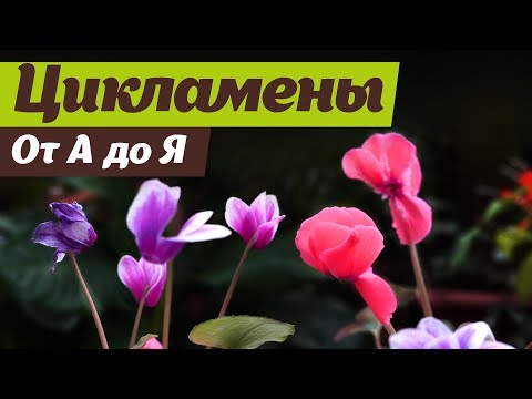 Video: Цикламен: үйдө кам көрүү