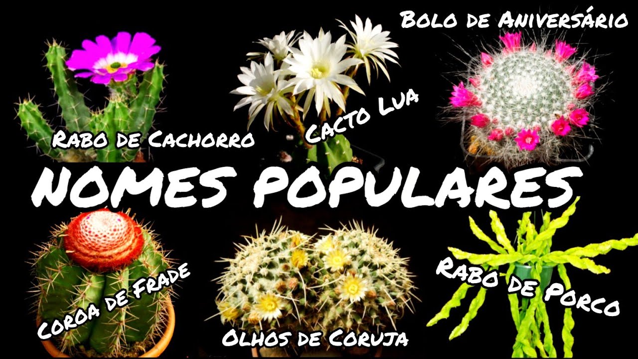 TOP 50 NOMES POPULARES DE CACTOS | 50 ESPÉCIES PARA IDENTIFICAÇÃO | CACTUS TV