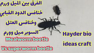 Mealworm beetle vs Super mealworm/ الفرق بين خنافس الدود القبابي و خنافس العتل السوبر وورم