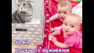 Сериал Уроки кошачьего выживания. Урок 2 Сериал Уроки кошачьего выживания. Урок 2