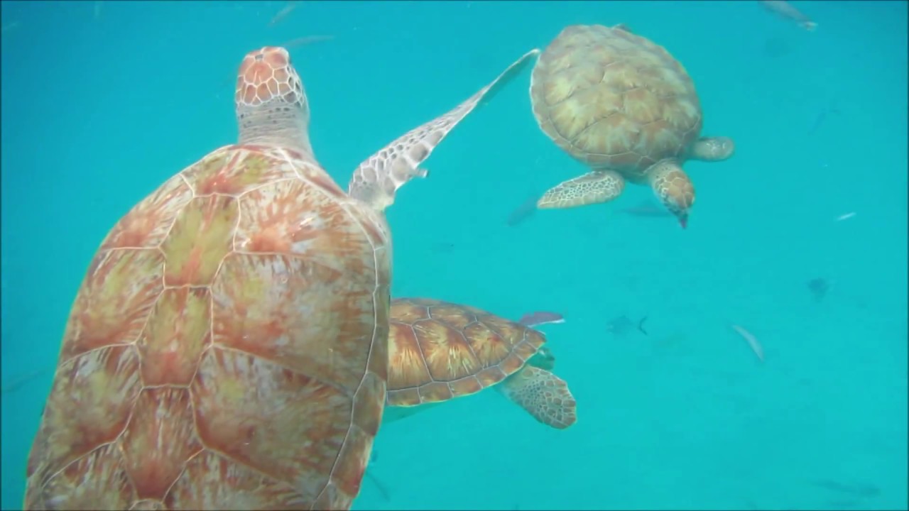 Highlights of Playa Piskado