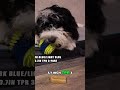 Nerf Dog Ball Durability Test: Can It Survive? #shorts