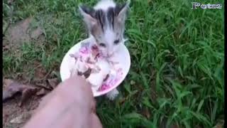 cats rescue 😭😭 homeless kittens part 1