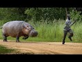 12 SCARIEST Animals Charging Caught on Camera