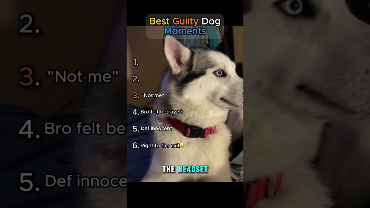 Best Guilty Dom Moments