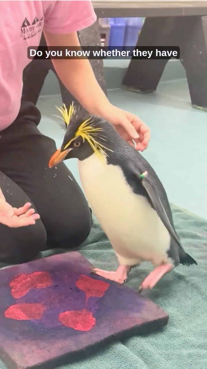 You've Never Seen a Penguin Do THIS Before | Penguin Encounters at