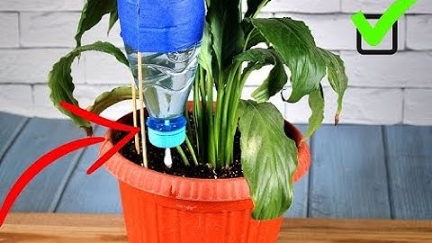 Секретный КАПЕЛЬНЫЙ ПОЛИВ  своими руками для домашних цветов