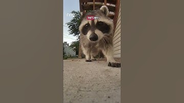 Houd uw huis overal in de gaten met Ring en ontvang realtime updates voor uw omgeving in de Neigh...