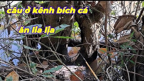 Câu ở kênh bích trúng con nước cá ăn lia lịa ,#p58 #youtuber câu cá Hóc Môn