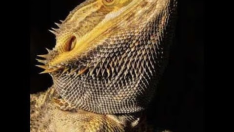 Undertale 3d boss battles d7 (fixed the thingy)(