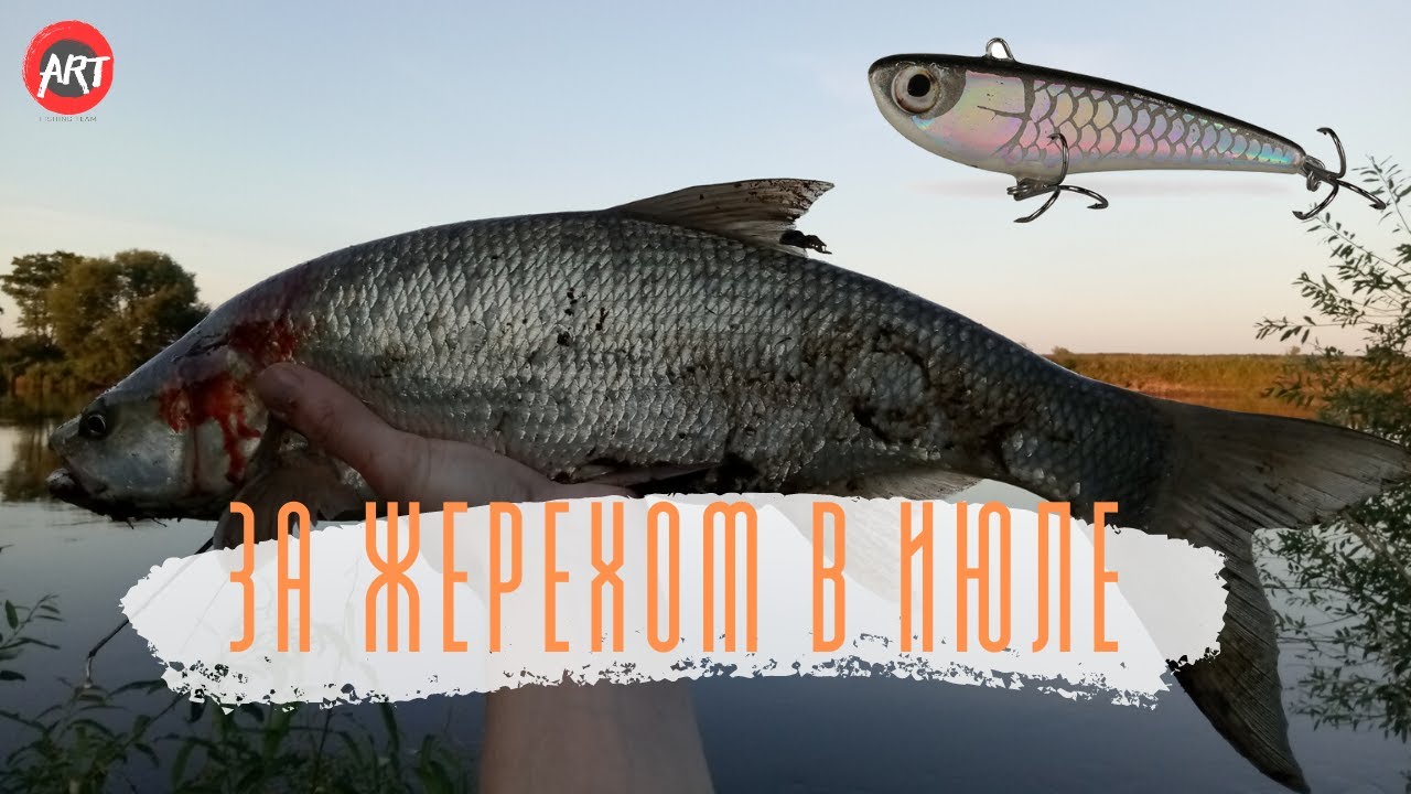 За жерехом в июле. Ловля на раттлины от Hunter Polska