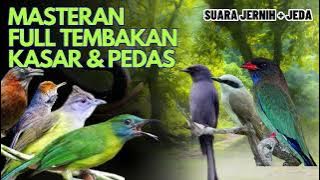 Masteran Joss || Masteran Full Tembahak Kasar Dan Pedes