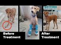 Dog Leg Bending || Treatment & Solution || Interview With Vet Doctor Meryl Raj - Madurai||