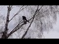 Валка сложных деревьев Санкт- Петербург и Лен. область.