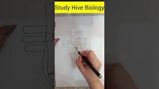 Can You Label the Human Heart in 30 Seconds? #Shorts #biology