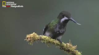 Mantra del Colibri Musica Medicina Hugues Rafael