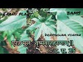 एरंड plant 🌿 | dravyagun vidnyan | short video | #dravyaguna #shortvideo