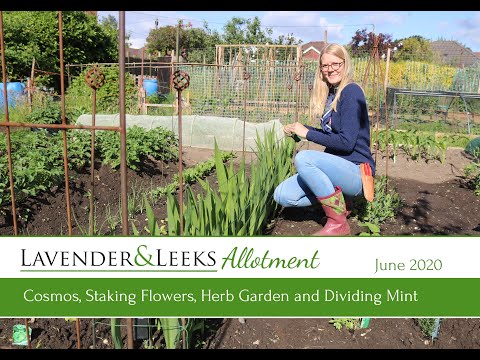 Vidéo: Lavender Mint Family - Cultiver des herbes à la lavande et à la menthe