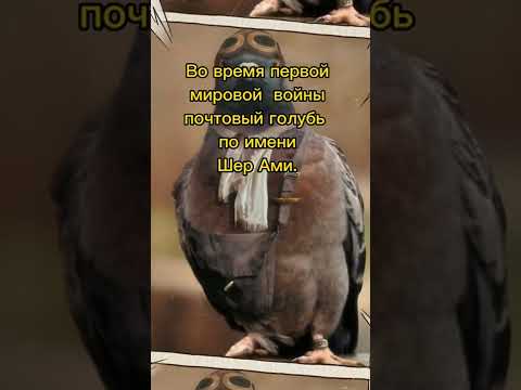 Голубь-боец! #факты #голубь #история
