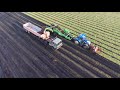 Carrot harvesting January 2018 ( Parrot Bebop 2 drone footage )