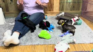 Winnie's Schnoodle puppies April 17, 2024