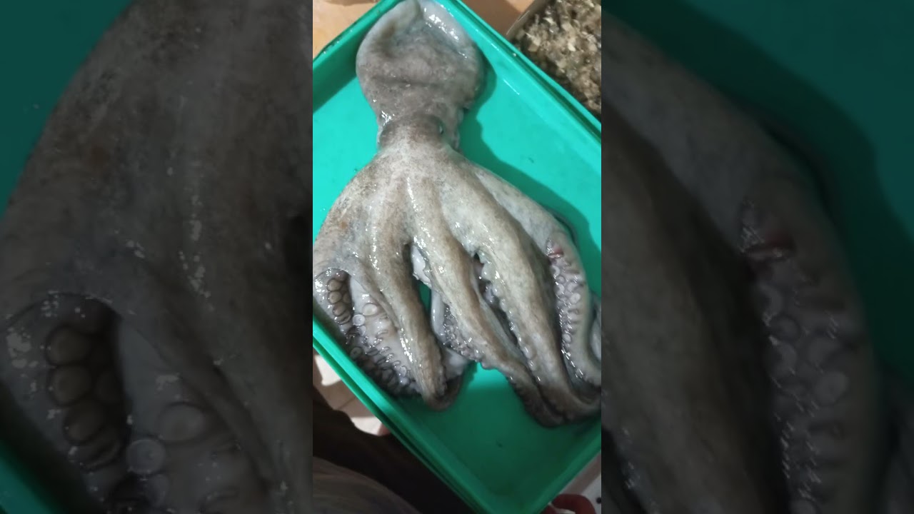 ψάρεμα τσιπούρας στο αγίασμα