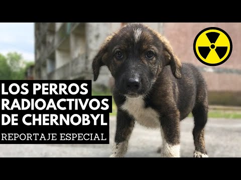 Vídeo: Ahora Puedes Darle A Un Cachorro Radiactivo De Chernobyl Un Hogar Para Siempre