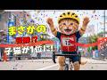 【まさかの大成功】自転車レースで最下位になったここにゃん…奇跡の1位に輝いた結末に大号泣！🏆🚴‍♂️🐱✨