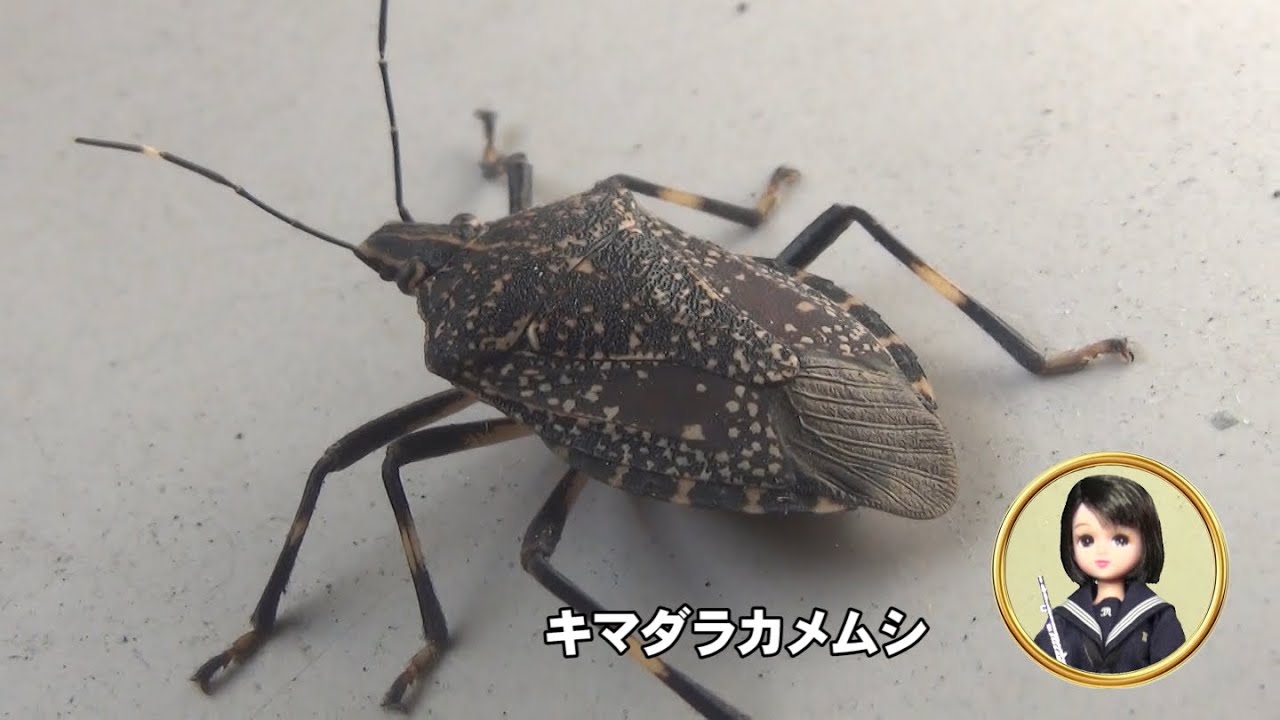 30秒の心象風景29353・こんなところに～キマダラカメムシ～ - YouTube