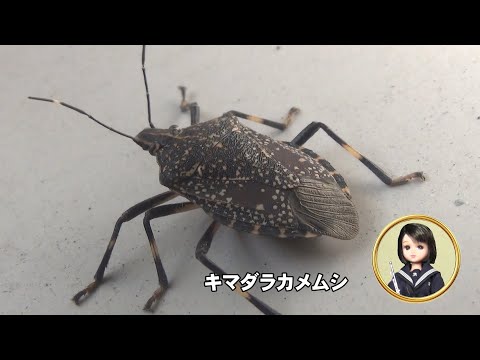 30秒の心象風景29353・こんなところに～キマダラカメムシ～ - YouTube