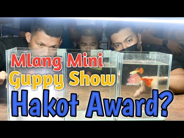 M'LANG MINI ACTUAL GUPPY SHOW | HAKOT AWARD NANAMAN? 😲 class=