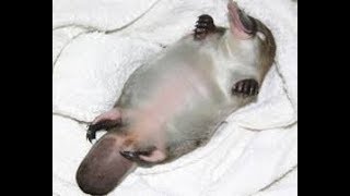 可愛い カモノハシのミルクはスーパー耐性菌と戦える Youtube