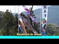 Carp streamer　こいのぼり　कार्प किरण　鲤鱼旗　Serpentina de carpas