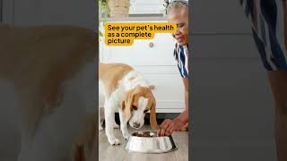 Holistic Pet Care Beyond the Buzzwords