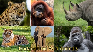Wonderful Wild Animals on the Brink Of Extinction! | Wildlife Documentary
