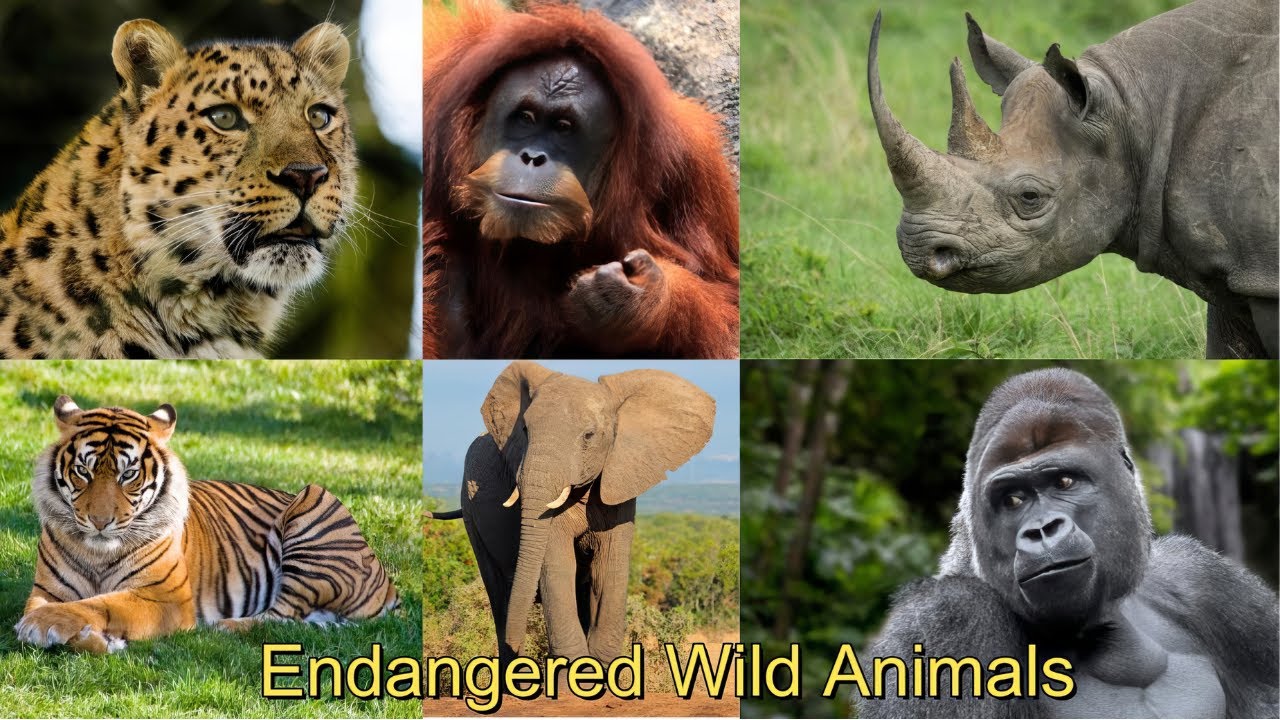 Wonderful Wild Animals on the Brink Of Extinction! | Wildlife ...