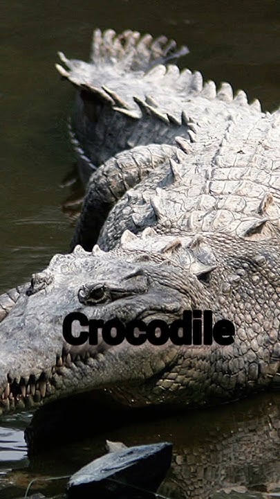 Scientific name of crocodile🐊|magarmach scentific name|#biology #