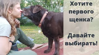 Как купить щенка? Как выбрать породу? Преимущества и недостатке в породе лабрадор. Дрессировка собак