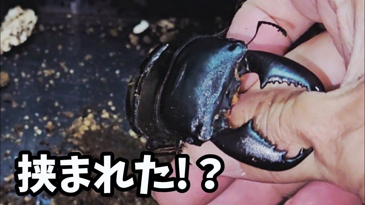 Sumatra stag beetle breeding: disappointing results - YouTube