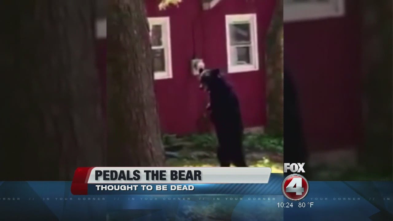 Pedals the walking bear killed by hunters YouTube