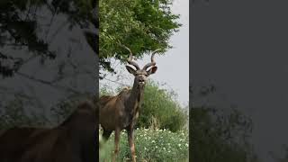 Download Lagu Stunning Kudu in North West SA Wild | African Sunset Safari #Shorts #wildlife #nature MP3