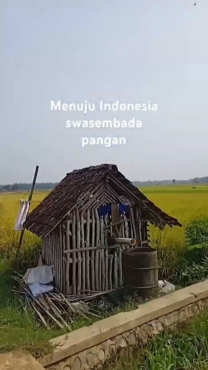 Hamparan padi sepanjang mata memandang #shorts #short #shortvideo #perjalanan