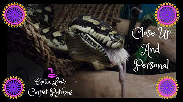 Feeding My Jungle Python Lily (always a fun time)