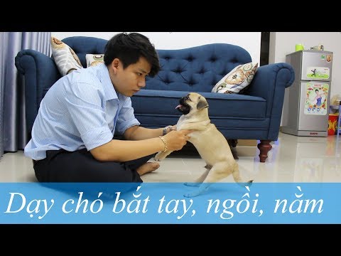 Video: Cách Huấn Luyện Pug