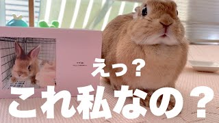 ウサが1歳の頃のアルバムを作ってみました　#915