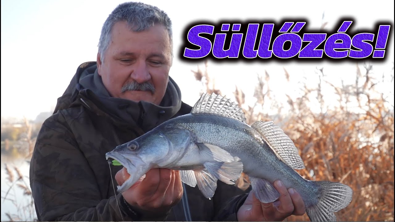 Süllők a pontyok között