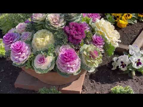 Video: Ornamental Cabbage Nyob Rau Hauv Paj Txaj